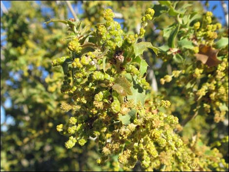 Shrub Live Oak (Quercus turbinella)