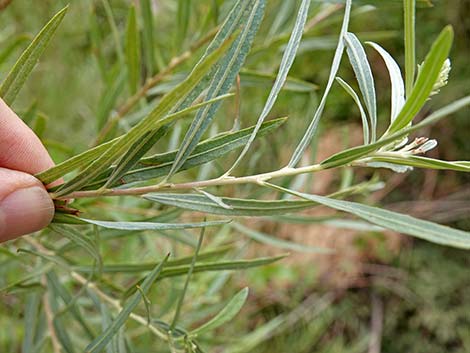 Narrowleaf Willow (Salix exigua)