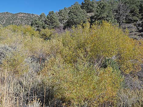 Narrowleaf Willow (Salix exigua)