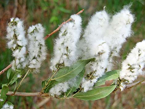 Goodding's Willow (Salix gooddingii)