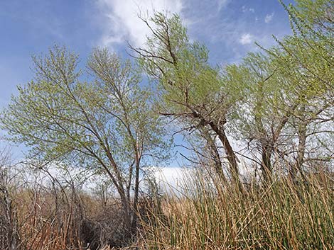 Goodding's Willow (Salix gooddingii)