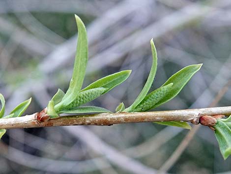 Goodding's Willow (Salix gooddingii)