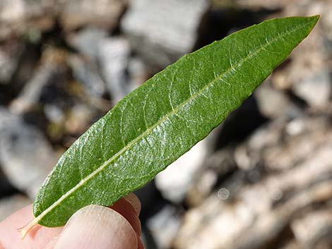 Arroyo Willow (Salix lasiolepis)