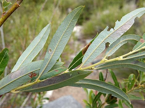 Arroyo Willow (Salix lasiolepis)