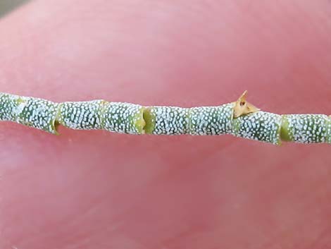 Athel Tamarisk (Tamarix aphylla)