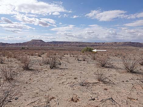 Athel Tamarisk (Tamarix aphylla)