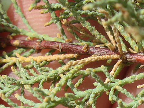 Saltcedar (Tamarix ramosissima)