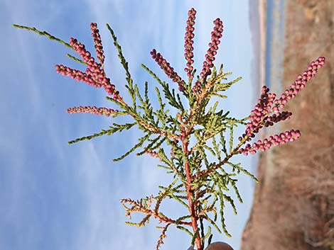 Saltcedar (Tamarix ramosissima)