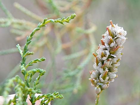 Saltcedar (Tamarix ramosissima)