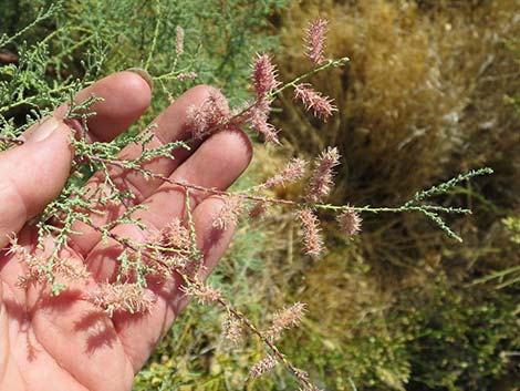 Saltcedar (Tamarix ramosissima)