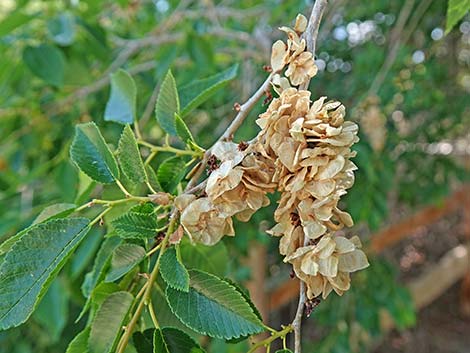 Siberian Elm (Ulmus pumila)