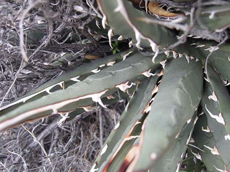 Ivory-spined Agave (Agave utahensis var. eborispina)