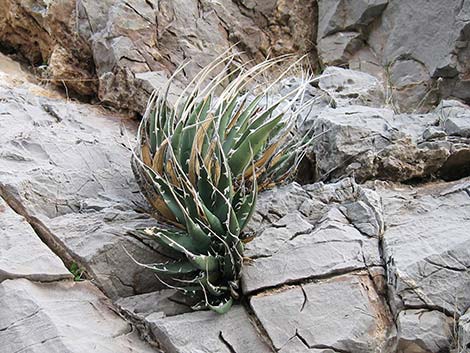 Ivory-spined Agave (Agave utahensis var. eborispina)