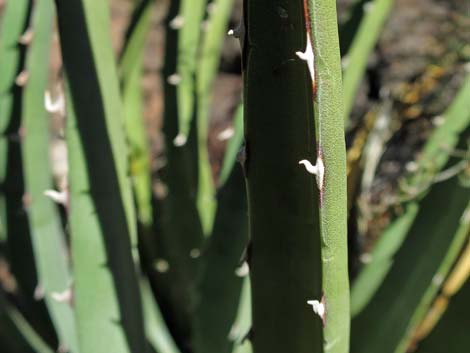 Kaibab Utah Agave (Agave utahensis var. kaibabensis)