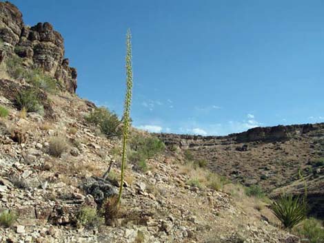 Clark Mountain Agave (Agave utahensis var. nevadensis)