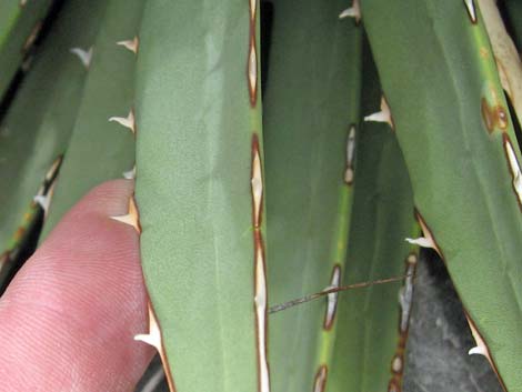 Clark Mountain Agave (Agave utahensis var. nevadensis)