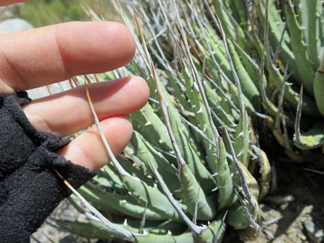 Clark Mountain Agave (Agave utahensis var. nevadensis)