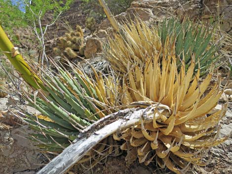 Clark Mountain Agave (Agave utahensis var. nevadensis)