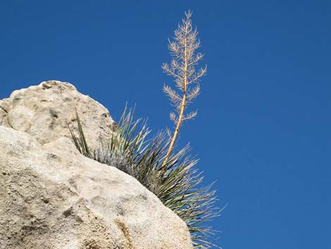 Bigelow's Nolina (Nolina bigelovii)