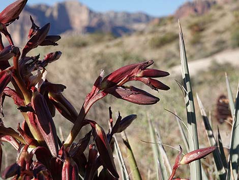 Banana Yucca (Yucca baccata)