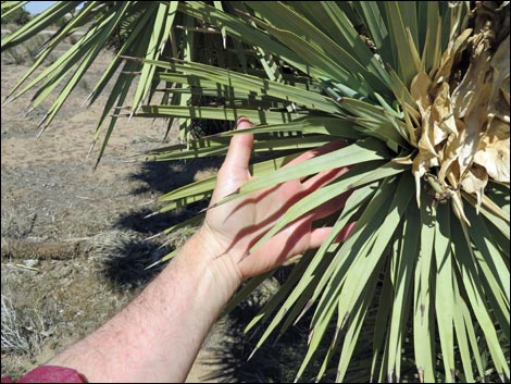 Western Joshua Tree (Yucca brevifolia brevifolia)