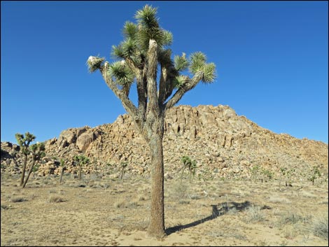 Western Joshua Tree (Yucca brevifolia brevifolia)