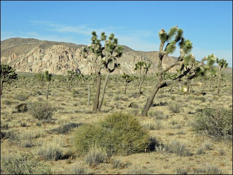 Western Joshua Tree (Yucca brevifolia brevifolia)