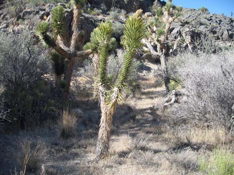 Eastern Joshua Tree (Yucca brevifolia jaegeriana)