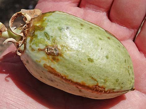 Eastern Joshua Tree (Yucca brevifolia jaegeriana)