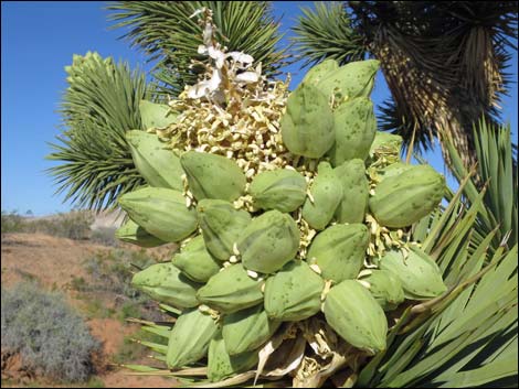 Eastern Joshua Tree (Yucca brevifolia jaegeriana)