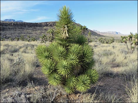 Eastern Joshua Tree (Yucca brevifolia jaegeriana)