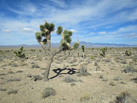 Joshua Tree (Yucca brevifolia)