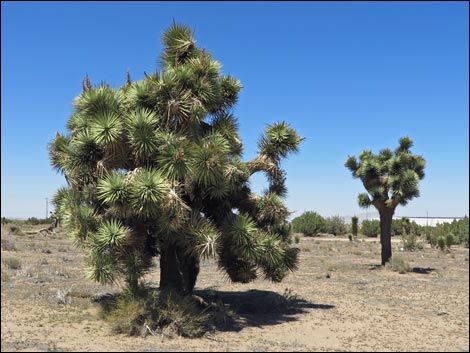 Western Joshua Tree (Yucca brevifolia)