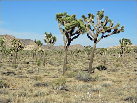 Western Joshua Tree (Yucca brevifolia)