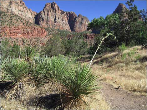 Soaptree Yucca (Yucca elata)