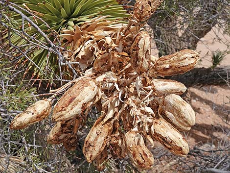 Eastern Joshua Tree (Yucca jaegeriana)