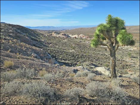 Eastern Joshua Tree (Yucca jaegeriana)