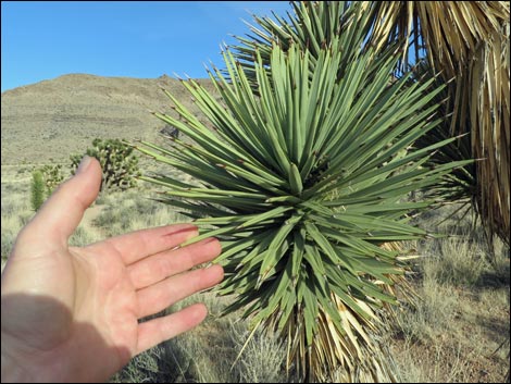 Eastern Joshua Tree (Yucca jaegeriana)