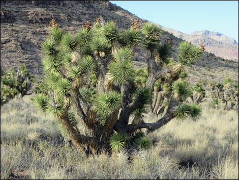 Eastern Joshua Tree (Yucca jaegeriana)