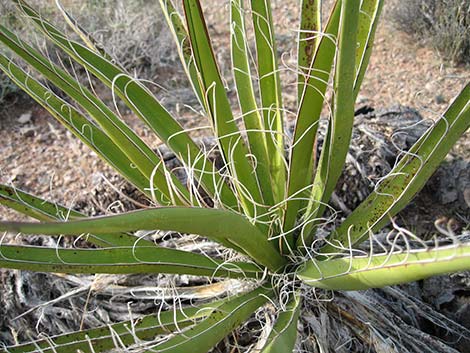 Mojave Yucca (Yucca schidigera)