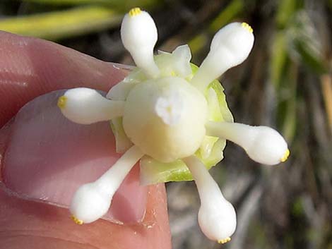 Mojave Yucca (Yucca schidigera)