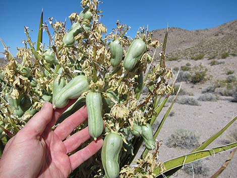 Mojave Yucca (Yucca schidigera)