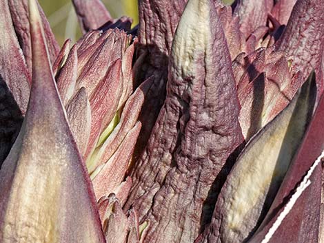 Mojave Yucca (Yucca schidigera)