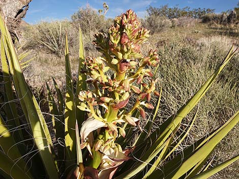 Mojave Yucca (Yucca schidigera)