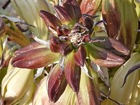 Mojave Yucca (Yucca schidigera)