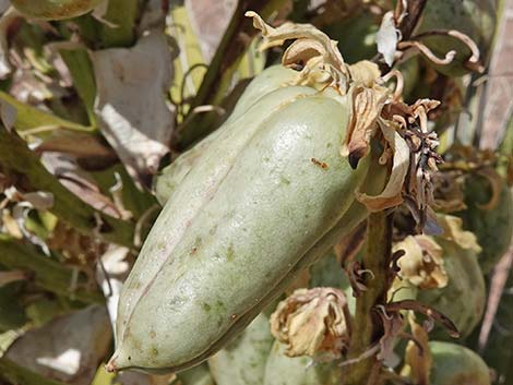 Mojave Yucca (Yucca schidigera)