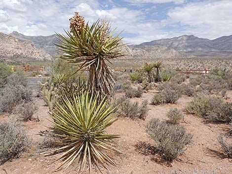 Mojave Yucca (Yucca schidigera)