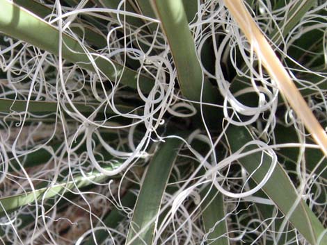 Utah Yucca (Yucca utahensis)