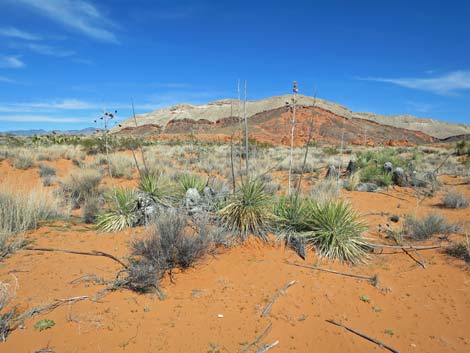 Utah Yucca (Yucca utahensis)