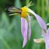 Scented Shootingstar (Dodecatheon redolens)